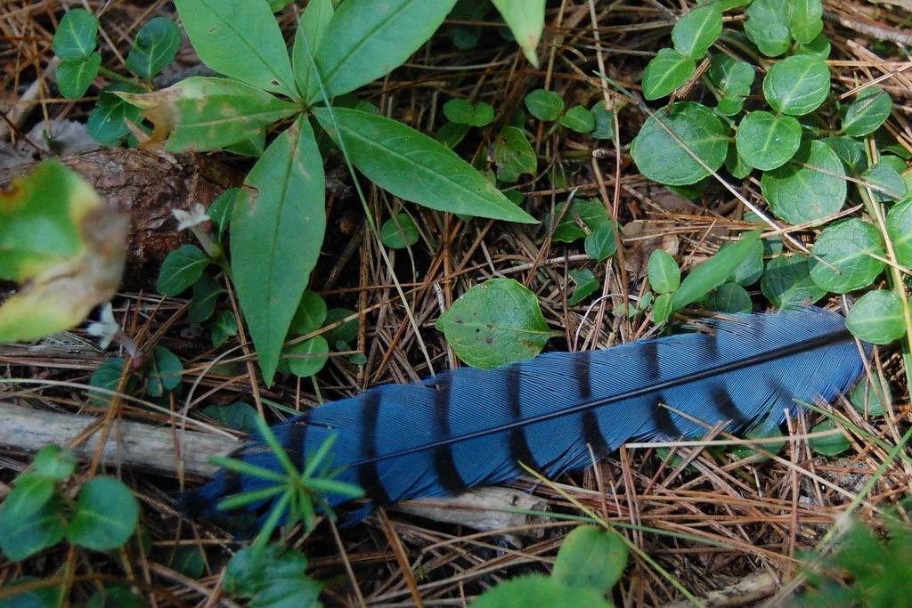 Blue Jay Feather by InAweofGod'sCreation is licensed under CC BY 2.0
